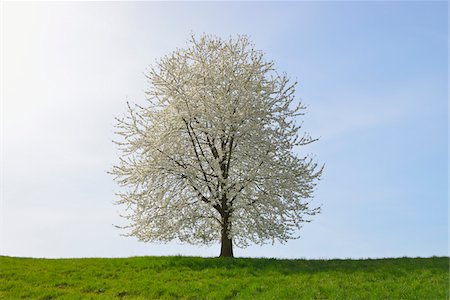 Blooming cherry tree in field, Odenwald, Hesse, Germany, Europe Foto de stock - Sin royalties Premium, Código: 600-07487437