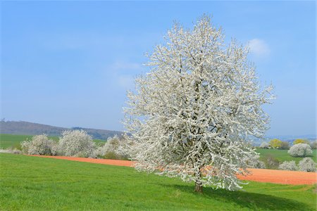 Blooming cherry trees in field, Odenwald, Hesse, Germany, Europe Stock Photo - Premium Royalty-Free, Code: 600-07487438