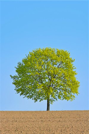 single object - Field maple (Acer campestre) on field, Odenwald, Hesse, Germany, Europe Stock Photo - Premium Royalty-Free, Code: 600-07487431