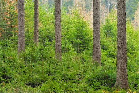 simsearch:600-07487434,k - Spruce forest, natural regeneration, Spessart, Hesse, Germany, Europe Foto de stock - Royalty Free Premium, Número: 600-07487454