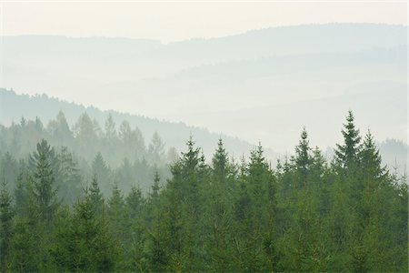 evergreens in forest - Spruce forest in early morning mist, Spessart, Hesse, Germany, Europe Stock Photo - Premium Royalty-Free, Code: 600-07487459