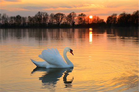 simsearch:600-07357215,k - Mute Swan (Cygnus olor) on lake at sunset, Hesse, Germany, Europe Stock Photo - Premium Royalty-Free, Code: 600-07487452