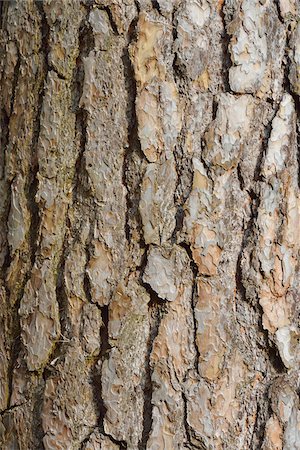 pine wood grain - Close-up of pine tree bark, Spessart, Hesse, Germany, Europe Stock Photo - Premium Royalty-Free, Code: 600-07487453