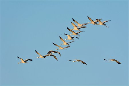 Common Cranes (Grus grus) Flying in Formation, Zingst, Barther Bodden, Darss, Fischland-Darss-Zingst, Mecklenburg-Vorpommern, Germany Foto de stock - Sin royalties Premium, Código: 600-07487475