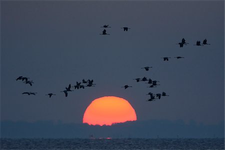 Common Cranes (Grus grus) Flying in Formation at Sunrise, Zingst, Barther Bodden, Darss, Fischland-Darss-Zingst, Mecklenburg-Vorpommern, Germany Foto de stock - Sin royalties Premium, Código: 600-07487476