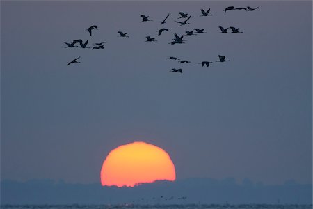 Common Cranes (Grus grus) Flying in Formation at Sunrise, Zingst, Barther Bodden, Darss, Fischland-Darss-Zingst, Mecklenburg-Vorpommern, Germany Photographie de stock - Premium Libres de Droits, Code: 600-07487477