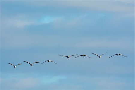 Common Cranes (Grus grus) Flying in Formation, Zingst, Barther Bodden, Darss, Fischland-Darss-Zingst, Mecklenburg-Vorpommern, Germany Photographie de stock - Premium Libres de Droits, Code: 600-07487478