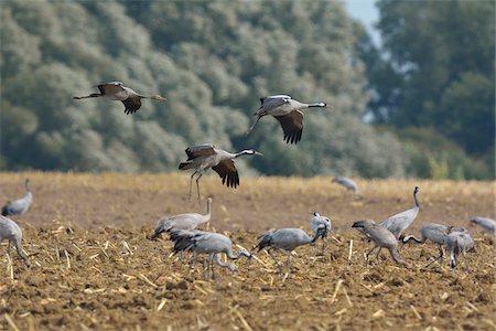 Common Cranes (Grus grus) in Field, Barth, Vorpommern-Rugen, Mecklenburg-Vorpommern, Germany Stock Photo - Premium Royalty-Free, Code: 600-07487480