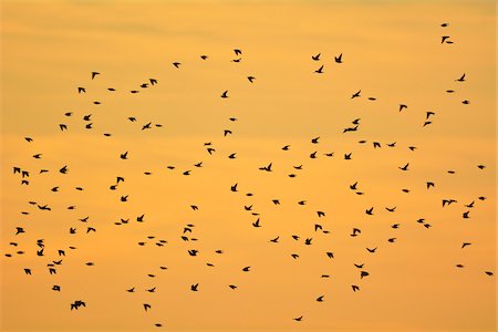Common Starling (Sturnus vulgaris) Swarm in Flight at Sunset, Zingst, Barther Bodden, Darss, Fischland-Darss-Zingst, Mecklenburg-Vorpommern, Germany Stock Photo - Premium Royalty-Free, Code: 600-07487481