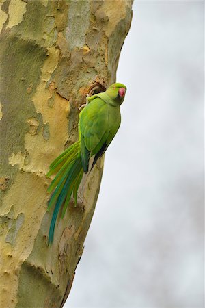 perruche - Alexandrine Parakeet (Psittacula eupatria), Baden-Wurttemberg, Germany Photographie de stock - Premium Libres de Droits, Code: 600-07487482