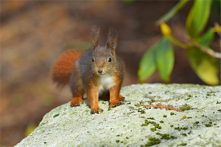 European Red Squirrel (Sciurus vulgaris), Baden-Wurttemberg, Germany Photographie de stock - Premium Libres de Droits, Code: 600-07487483