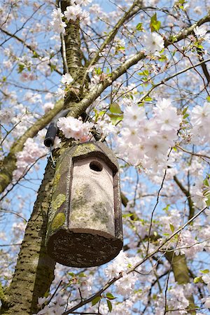 Bird House Hanging in Tree with Cherrry Blossoms, Hamburg, Germany Stock Photo - Premium Royalty-Free, Code: 600-07498114