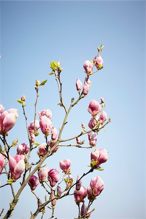 photo division - Close-up of Magnolia Blossoms in Spring, Hamburg, Germany Foto de stock - Royalty Free Premium, Número: 600-07498116