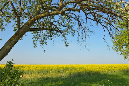 Fruit Tree and Canola Field, Bad Mergentheim, Baden-Wurttemberg, Germany Stock Photo - Premium Royalty-Free, Code: 600-07519301