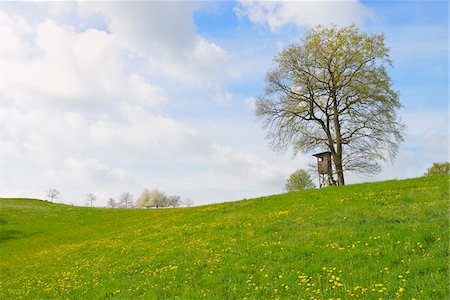 simsearch:600-08026116,k - Hunting Blind under Old Oak Tree, Odenwald, Hesse, Germany Foto de stock - Sin royalties Premium, Código: 600-07519316