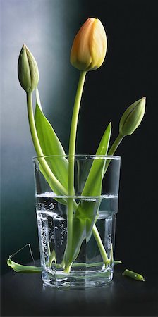 still life flower on colored background - Close-u of tulips in a water glass, studio shot on black background Stock Photo - Premium Royalty-Free, Code: 600-07529013