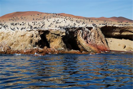 pelícano - Pelican Colony at Wildlife Sanctuary on Ballestas Islands, Paracas, Pisco Province, Peru Foto de stock - Sin royalties Premium, Código: 600-07529045
