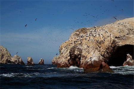 simsearch:600-07529042,k - Birds at Wildlife Sactuary on Ballestas Islands, Paracas, Pisco Province, Peru Foto de stock - Sin royalties Premium, Código: 600-07529047