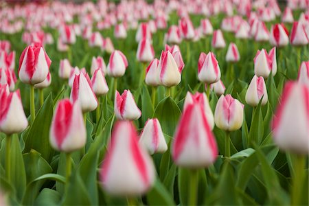 Field of Tulips, Brookside Gardens, Wheaton Regional Park, Maryland, USA Foto de stock - Sin royalties Premium, Código: 600-07529189