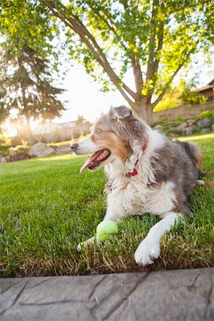 dogs lying down - Australian Shepherd Dog in Backyard with Tennis Ball, Utah, USA Stock Photo - Premium Royalty-Free, Code: 600-07529205