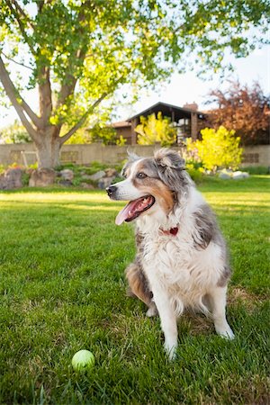regarder sur le côté - Australian Shepherd Dog in Backyard with Tennis Ball, Utah, USA Photographie de stock - Premium Libres de Droits, Code: 600-07529206