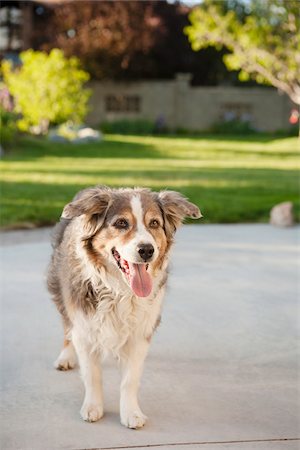 dog usa - Portrait of Australian Shepherd Dog in Backyard, Utah, USA Stock Photo - Premium Royalty-Free, Code: 600-07529203