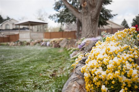 snow on fence - Spring garden in backyard, covered in snow, USA Stock Photo - Premium Royalty-Free, Code: 600-07540317