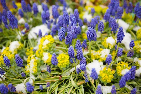 Grape hyacinth and myrtle spurge growing in snow in spring, USA Stockbilder - Premium RF Lizenzfrei, Bildnummer: 600-07540313