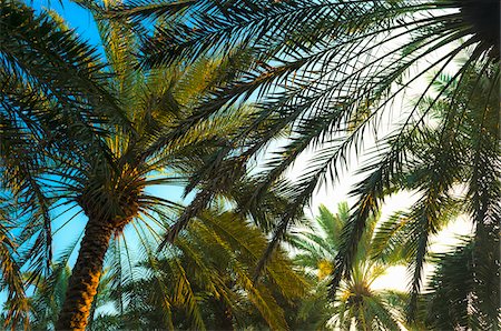 fronds - Palm Trees at Sunrise, Dubai, United Arab Emirates Stock Photo - Premium Royalty-Free, Code: 600-07541412