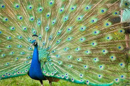 portrait green - Indian Peacock Displaying Plumage Stock Photo - Premium Royalty-Free, Code: 600-07541426