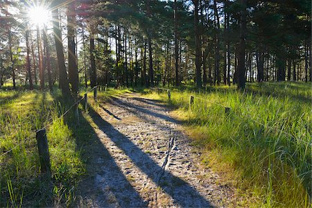 sun rays forest footpath images - Sandy Path with Sun, Summer, Darsser Ort, Prerow, Darss, Fischland-Darss-Zingst, Baltic Sea, Western Pomerania, Germany Stock Photo - Premium Royalty-Free, Code: 600-07564067