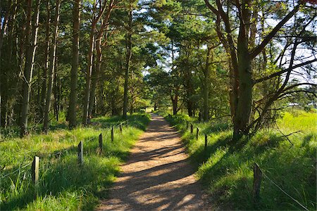Forest Path in Summer, Darsser Ort, Prerow, Darss, Fischland-Darss-Zingst, Baltic Sea, Western Pomerania, Germany Photographie de stock - Premium Libres de Droits, Code: 600-07564070
