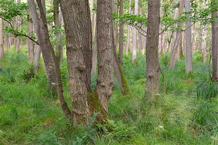 Riparian Forest with Alder Trees, Summer, Prerow, Darss, Fischland-Darss-Zingst, Baltic Sea, Western Pomerania, Germany Foto de stock - Sin royalties Premium, Código: 600-07564071