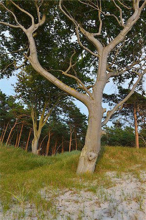 simsearch:600-07591242,k - Coastal Forest with Beech Trees, Summer, Darss West Beach, Prerow, Darss, Fischland-Darss-Zingst, Baltic Sea, Western Pomerania, Germany Stock Photo - Premium Royalty-Free, Code: 600-07564073
