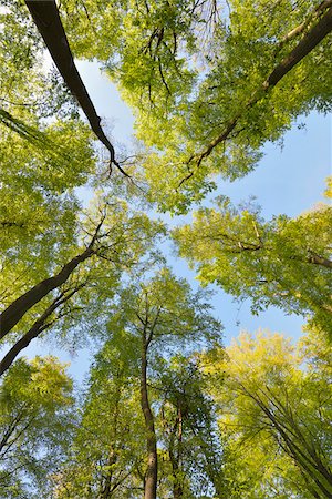 European Beech Trees (Fagus sylvatica) in Spring, Odenwald, Hesse, Germany Foto de stock - Sin royalties Premium, Código: 600-07561344