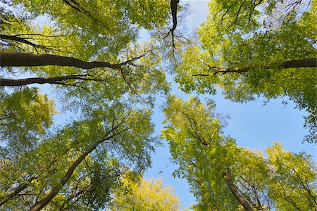 European Beech Trees (Fagus sylvatica) in Spring, Odenwald, Hesse, Germany Stock Photo - Premium Royalty-Free, Code: 600-07561345