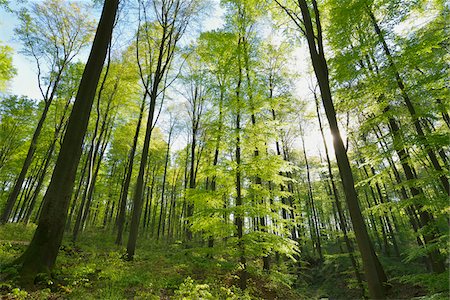 Sun through European Beech Trees (Fagus sylvatica) in Spring, Odenwald, Hesse, Germany Photographie de stock - Premium Libres de Droits, Code: 600-07561341