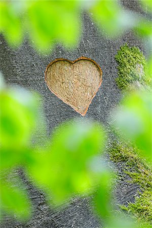 Heart Carved in European Beech (Fagus sylvatica) Tree Trunk, Odenwald, Hesse, Germany Photographie de stock - Premium Libres de Droits, Code: 600-07561352