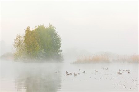 Lake in Early Morning Mist with Greylag Geese (Anser anser) in Springtime, Hesse, Germany Foto de stock - Sin royalties Premium, Código: 600-07561361