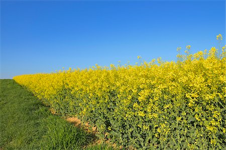 Blooming Canola Field, Odenwald, Hesse, Germany Stock Photo - Premium Royalty-Free, Code: 600-07562358