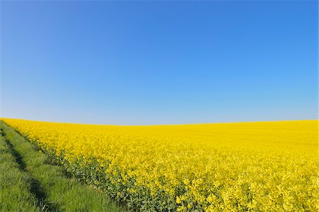 Blooming Canola Field, Odenwald, Hesse, Germany Stock Photo - Premium Royalty-Free, Code: 600-07562360