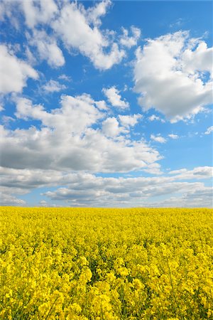 Blooming Canola Field, Odenwald, Hesse, Germany Stock Photo - Premium Royalty-Free, Code: 600-07562362