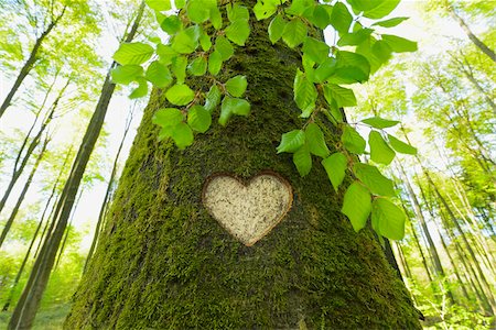 Heart Carved in European Beech (Fagus sylvatica) Tree Trunk, Odenwald, Hesse, Germany Foto de stock - Sin royalties Premium, Código: 600-07562375