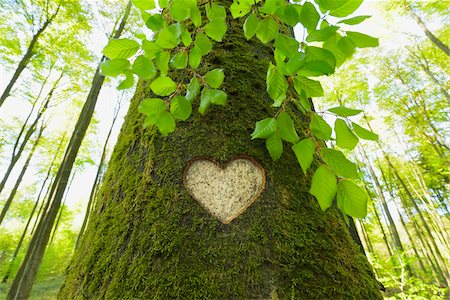 symbol - Heart Carved in European Beech (Fagus sylvatica) Tree Trunk, Odenwald, Hesse, Germany Foto de stock - Sin royalties Premium, Código: 600-07562375