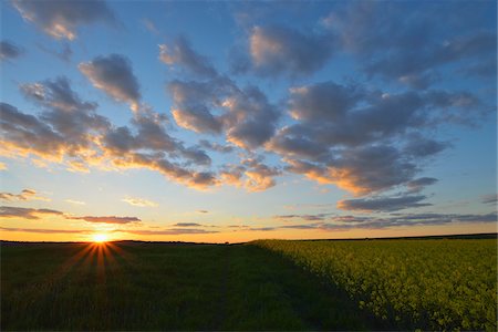 sunset ray - Sunset and Canola Field, Odenwald, Hesse, Germany Stock Photo - Premium Royalty-Free, Code: 600-07562373