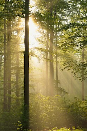 picture of sun - Sunbeams in European Beech (Fagus sylvatica) Forest, Spessart, Bavaria, Germany Stock Photo - Premium Royalty-Free, Code: 600-07562497