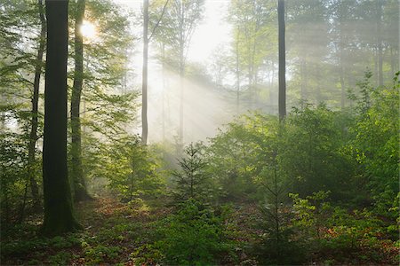 simsearch:600-07561340,k - Sunbeams in European Beech (Fagus sylvatica) Forest, Spessart, Bavaria, Germany Foto de stock - Sin royalties Premium, Código: 600-07562508