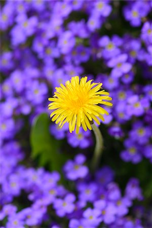 stand out from the crowd - Close-up of Common Dandelion (Taraxacum officinale) Blossom in between Lilacbush (Aubrieta deltoidea) Blossoms in Garden in Spring, Bavaria, Germany Stock Photo - Premium Royalty-Free, Code: 600-07596069