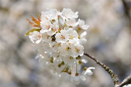 Close-up of Wild Cherry (Prunus avium) Blossoms in Spring, Bavaria, Germany Foto de stock - Sin royalties Premium, Código: 600-07596061