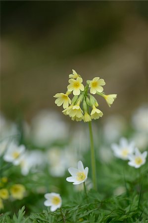 ranunculales - Close-up of a true oxlip (Primula elatior) between windflower (Anemone nemorosa) blossoms in a meadow in spring, Bavaria, Germany Stock Photo - Premium Royalty-Free, Code: 600-07599767